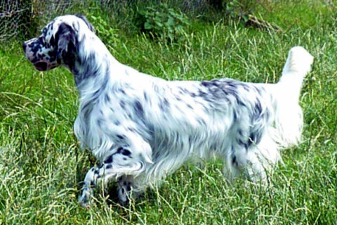 Breed Overview | English Setter Association